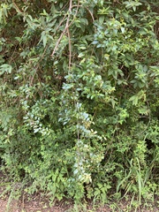 Rhamnus prinoides
