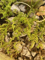 Pilea microphylla image