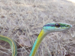 Leptophis diplotropis