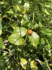 Cassinopsis ilicifolia