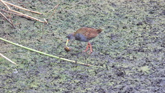 Pardirallus sanguinolentus