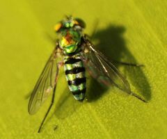 Condylostylus pruinosus