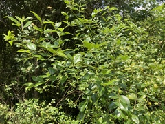 Cassinopsis ilicifolia