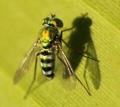 Condylostylus pruinosus