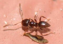 Brachymyrmex obscurior