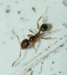 Pheidole subarmata