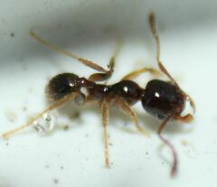 Pheidole subarmata