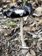 Coprinus comatus