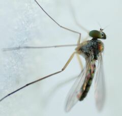 Amblypsilopus variegatus