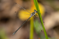 Archiargiolestes pusillus