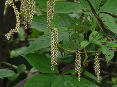 Dioscorea pentaphylla