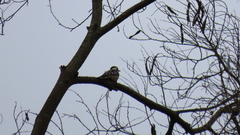 Yungipicus canicapillus