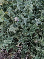 Nepeta × faassenii