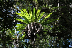 Thamnopteris