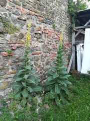 Verbascum densiflorum