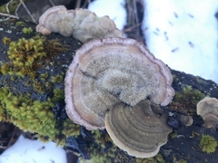 Trametes hirsuta