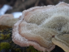 Trametes hirsuta