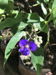 Dichorisandra velutina