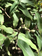 Dichorisandra velutina