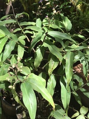Dichorisandra velutina