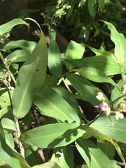 Dichorisandra velutina