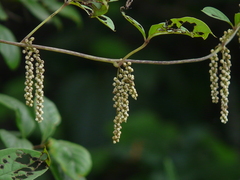 Dioscorea pentaphylla