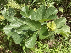 Rhoicissus tridentata