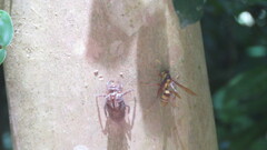 Polistes carnifex carnifex