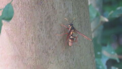 Polistes carnifex carnifex