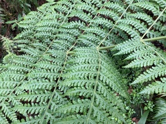 Cyathea capensis