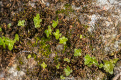 Pilea microphylla
