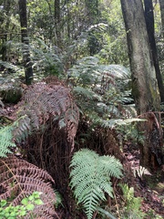 Cyathea capensis