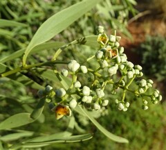 Santalum acuminatum