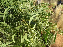 Santalum acuminatum