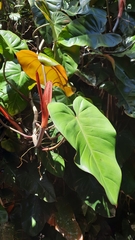 Philodendron erubescens