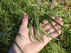 Santalum acuminatum