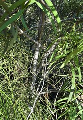 Santalum acuminatum