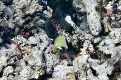 Pycnochromis retrofasciatus