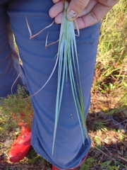 Andropogon capillipes