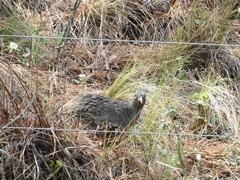Nothoprocta pentlandii