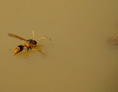 Delta bicinctum