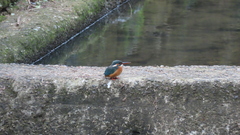 Alcedo atthis bengalensis