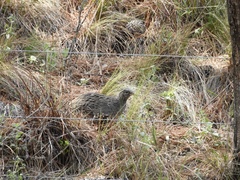 Nothoprocta pentlandii