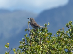 Prinia maculosa maculosa