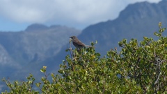 Prinia maculosa maculosa