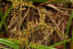 Cyperus exaltatus