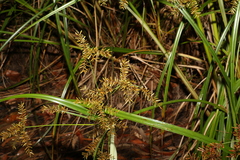 Cyperus exaltatus