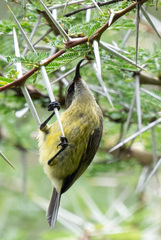 Nectarinia kilimensis