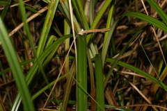 Cyperus exaltatus