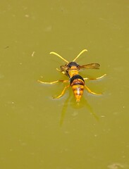 Delta bicinctum